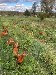 Chickens existing on a farm 