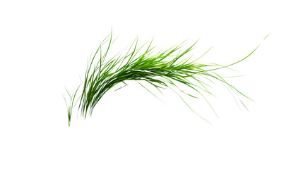 Fototapeta premium Small leaves of green summer grass, completely green with an abundance of grassy leaves.
