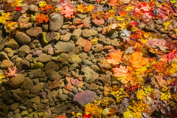 Autumn beautiful background with old colorful leafs and stones in the water,sunny gorgeous day