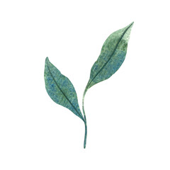 Watercolor illustration of green leaves with detailed veins. Perfect for nature themed design, botanical illustrations, and eco friendly projects. Suitable for backgrounds, patterns, or seasonal decor