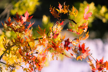 Mesmerizing, beautiful view of autumn colorful tree branches and leafs background, sunny day