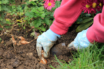 planting flower bulbs in a garden border