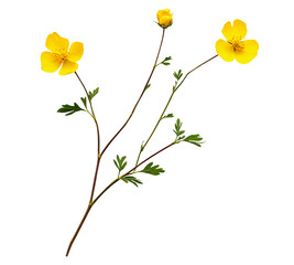Yellow buttercups on osolated background. Field flowers of branch.