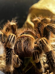 Giant White Knee (Acanthoscurria Geniculata)