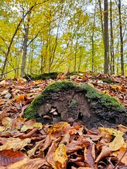 autumn in the forest