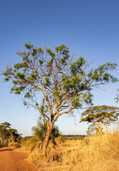 Obraz premium Arvore Amendoim-bravo (Pterogyne nitens) em Ambiente Natural