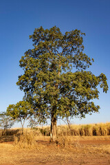 Arvore Jequitiba (Cariniana legalis) em Ambiente Natural