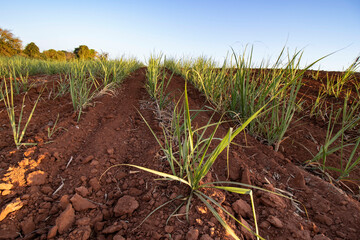 Plantacao de Cana-de-Açucar em Fase Inicial Sob Ceu Azul