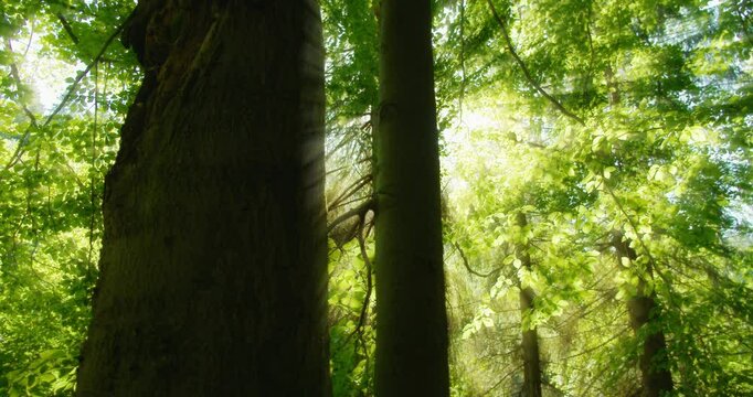 Sunlight filters through the dense green leaves of a forest, casting beams of light and creating a serene, ethereal atmosphere in the early morning.