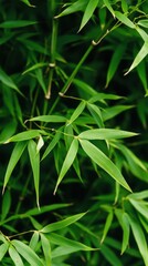 Naklejka premium 自然をテーマにしたデザインと環境に優しいコンセプトのための青々とした竹の葉