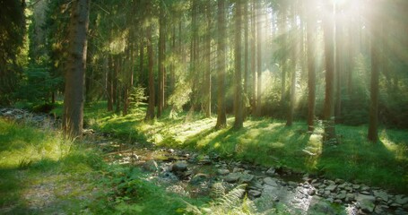 Sunlight filters through tall trees in a serene forest with a stream, early morning. Lush greenery bathed in morning light, creating a serene environment for a peaceful meditation - Powered by Adobe