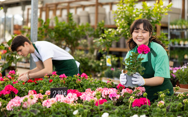 Skillful positive young Asian woman, botanist in apron inspecting potted Geranium Pelargonium...