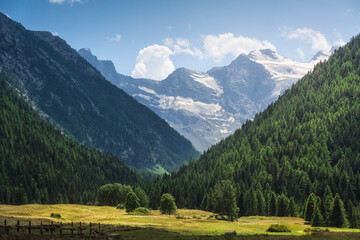 Obraz premium Gran Paradiso massif and fir tree forest in Valnontey. Cogne, Aosta valley, Italy