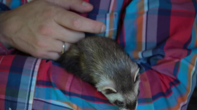 A young man in a checkered shirt holds a brown ferret in his arms. A cute animal feels comfortable in the arms of a person.