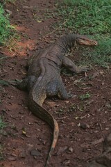 a salvator lizard crawling on the rocks in the morning