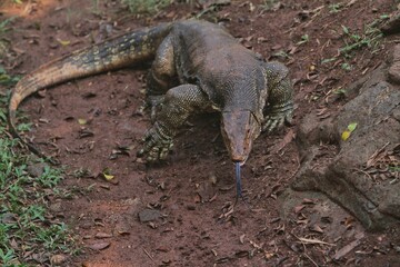 a salvator lizard crawling on the ground in the morning