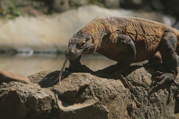 a Komodo dragon hunting on the rocks in the morning while observing the surroundings
