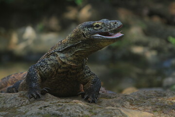 Fototapeta premium a Komodo dragon crawls happily on the rocks in the morning