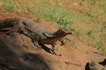 a salvator lizard crawling on the rocks in the morning