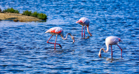 Flamingos in Parc natural de s'Albufera de Mallorca