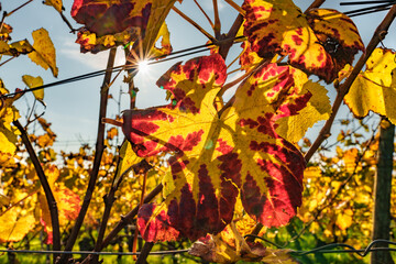 A Vibrant Yellow Grape Leaf in a Picturesque Autumn Vineyard Captured Beautifully