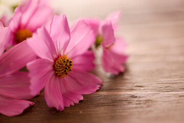 木材背景のコスモスのクローズアップ画像 © cat_smile