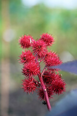 toxic plant, ricinus communis, or castor oil plant