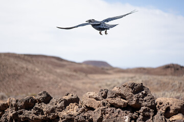 Raven soaring over a rocky landscape in Fuerteventura, Spain