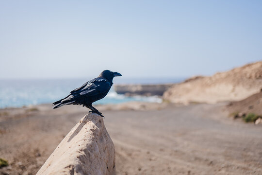 Raven perched on a rock in Fuerteventura, Spain