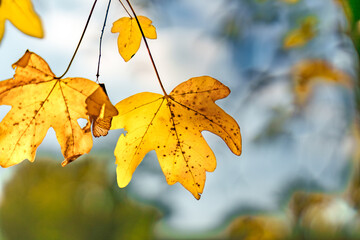 Obraz premium Vibrant Yellow Autumn Leaves Gracefully Against a Soft, Blurred Background for Impact