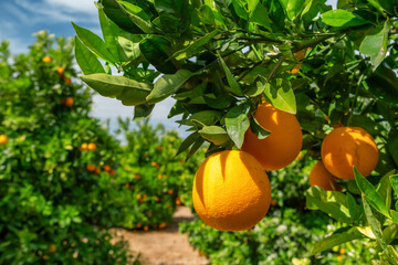 Orange garden with ripe oranges on tree branches.