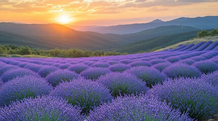 Fototapeta premium A scenic view of a lavender field with rolling hills and a vibrant sunset.