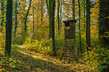 A stunning Autumn Forest featuring a Hunting Tower set amidst Beautiful and Vibrant Nature