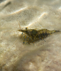 Palaemon elegans sometimes known by the common name rockpool shrimp, is a species shrimp of the...