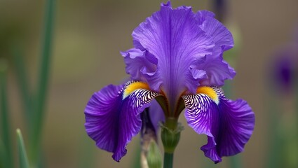 Vivid purple iris bloom with ruffled petals and yellow markings on soft blurred garden background