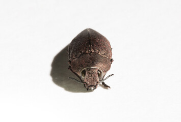 Perotis lugubris is a genus of beetles in the family Buprestidae.The insect is a parasite.