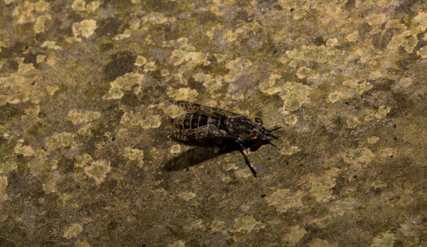 Haematopota pluvialis, the common horse fly or notch-horned cleg fly, family Tabanidae.