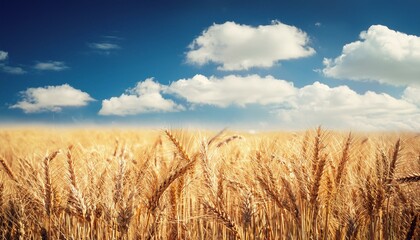 ripe golden wheat with vintage effect clouds and blue sky harvest time concept