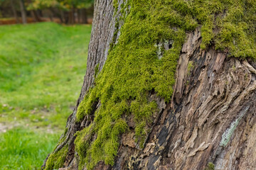 Close-up of a tree trunk with vibrant green moss in a natural forest setting. The texture of the old, insect-damaged bark contrasts with the soft, lush moss, capturing the essence of forest ecosystems