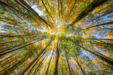 Gazing Upward Through the Colorful Autumn Trees in a Lush, Vibrant Forested Environment