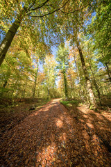 A Beautiful Autumn Pathway Covered Generously in a Variety of Colorful Leaves and Scenery