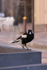 A magpie walking along a stone edge in the city