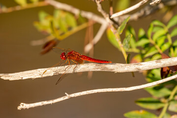 Feuerlibelle