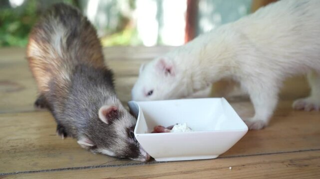 Two ferrets enjoying a meal on a wooden table. One white ferret eats from a white glass bowl, while the brown ferret is fed by hand.