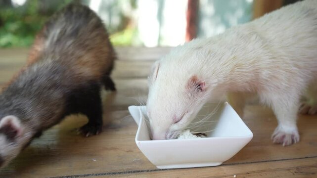 A pair of ferrets eats differently. Human and ferret outdoor interaction. Ideal for protecting animals in the environment.