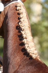 Detail of the neck with bottom braids of a beautiful young horse before competing in dressage event