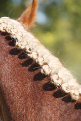 Detail of the neck with bottom braids of a beautiful young horse before competing in dressage event