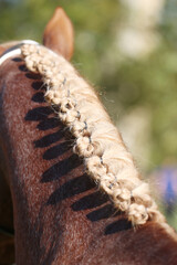 Detail of the neck with bottom braids of a beautiful young horse before competing in dressage event