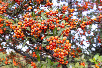 Pyracantha coccinea. Firethorn berries, rosaceae evergreen shrub. Close up orange, red berries of the shrub Pyracantha coccinea, the scarlet firethorn or red firethorn. Rose family (Rosaceae).