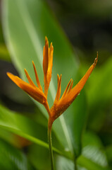Obraz premium Rain Shower on a Orange Bird of Paradise Flower Against a Rainy Green Background.